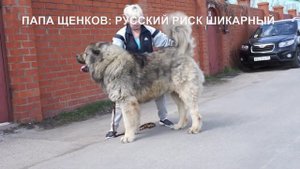 Щенок Кавказской овчарки девочка №4, 3,5 месяца. Питомник "РУССКИЙ РИСК" www.r-risk.ru +79262205603