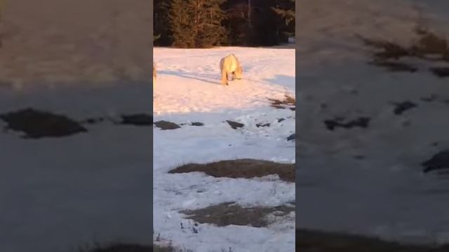 Кони пасутся у дороги..