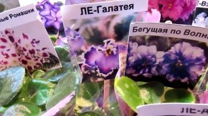 выставка фиалок 10 14 апреля  2019 2ч