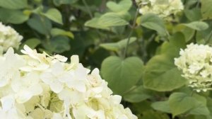 Подборка наших любимых цветов.