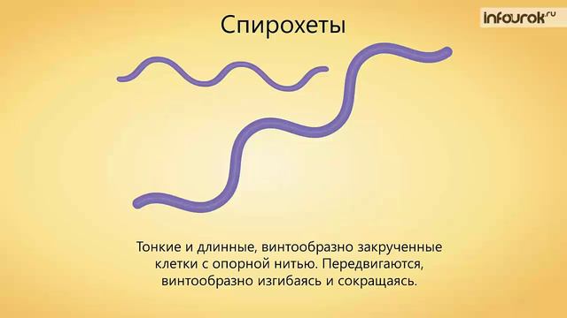 06. Строение и жизнедеятельность бактерий