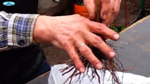 Как хранить саженцы винограда, полученные в посылке?