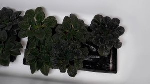 #3 КОГДА и КАК удобрять фиалки после пересадки??? Готовимся к шапочному цветению.