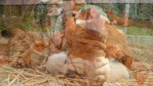 Мамы и детеныши  Животные и их малыши Видео для детей