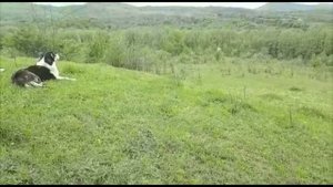 Настоящие гиссарские овцы в Адыгее 3