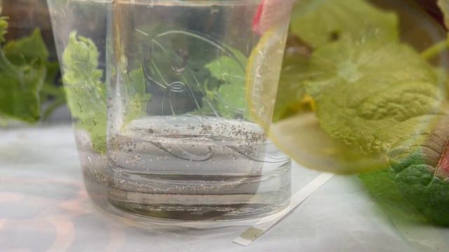 Как определить кислотность почвы за 1.5 минуты? смотреть онлайн