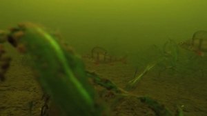 ПОКЛЁВКИ ОКУНЯ   ПОДВОДНАЯ СЪЁМКА   PERCH REACTION TO THE JIG