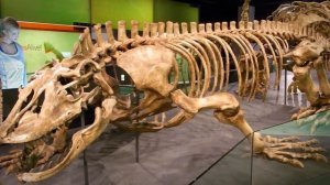 10 ВЫМЕРШИХ ЖИВОТНЫХ, КОТОРЫХ, К СЧАСТЬЮ, УЖЕ НЕ СУЩЕСТВУЕТ