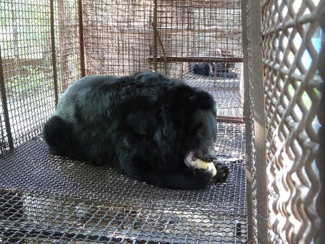 Offtop: Медведь смотреть онлайн