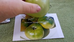 Лучшие зеленоплодные сорта томатов, проверенные Сибирью!