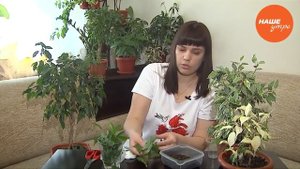 Новый секрет Анны Усовой о  каламандине