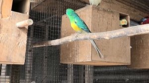Певчие попугаи  Танец для любимой (Psephotus haematonotus)