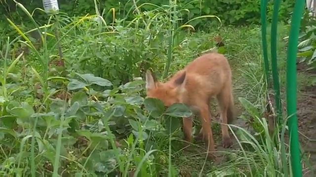 Лиса ест клубнику смотреть онлайн