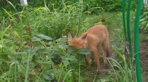 Лиса ест клубнику