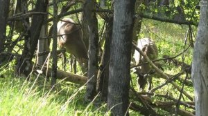 Благородный олень.Три самца с новыми рогами || Male red deer with new antlers