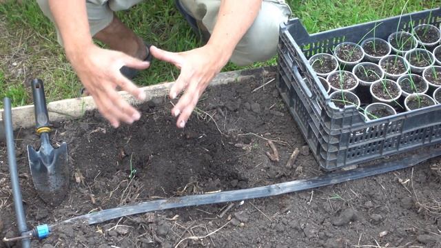 ВЫСАЖИВАЕМ РАССАДУ ЛУКА ЭКСИБИШЕН КОТОРЫЙ ВЫРАСТАЕТ 1.2 КГ ЛУКОВИЦА! смотреть онлайн