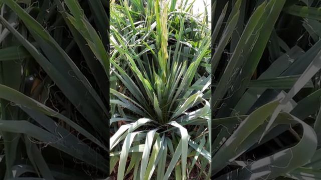 Yucca filamentosa Agavacées-Yucca filamenteux