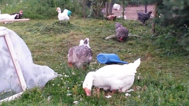 Холмогоры.  Когда наступает половозрелость?