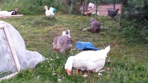 Холмогоры. Когда наступает половозрелость?