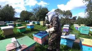 ПОДГОТОВКА ПЧЁЛ В ЗИМУ, ОСНОВНЫЕ РАБОТЫ НА ПАСЕКЕ В КОНЦЕ АВГУСТА