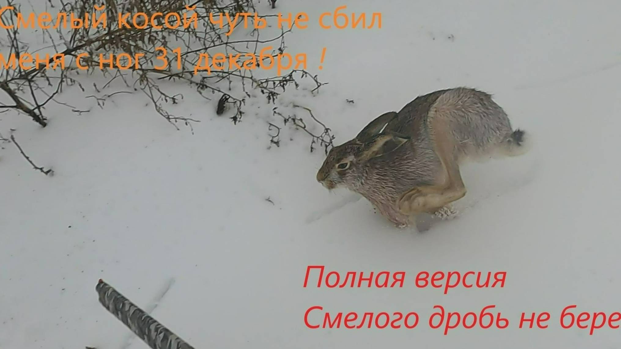 Охота на зайца 31 декабря! смотреть онлайн