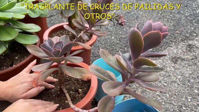 #107 TRASPLANTE DE CRUCES DE PAILIDAS Y OTROS смотреть онлайн