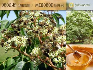 ЭВОДИЯ ДАНИЭЛЯ, МЕДОВОЕ ДЕРЕВО, ПЧЕЛИНОЕ ДЕРЕВО (Морозостойкость до -30°C), видео без звука