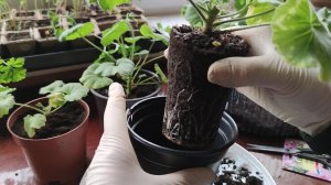 Как помочь  молодой пеларгонии  при  пожелтения листьев