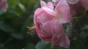 Соловей и Роза