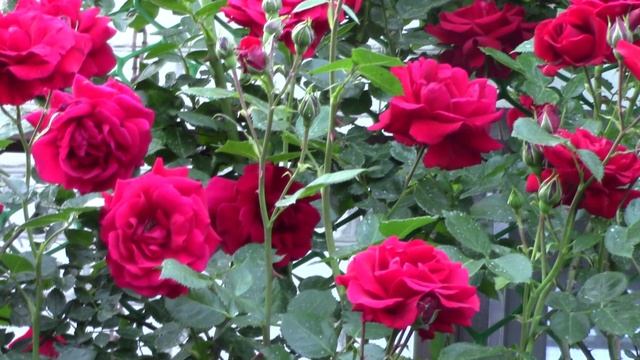 Плетистая роза Амадеус.mp4 смотреть онлайн