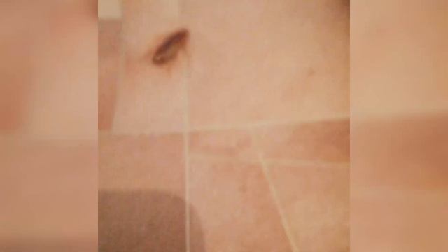 Дрессированный таракан Аркадий смотреть онлайн