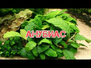АНУБИАС. СОДЕРЖАНИЕ И РАЗВЕДЕНИЕ В АКВАРИУМЕ