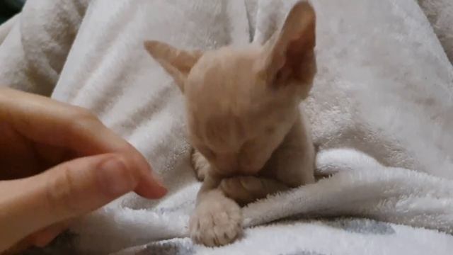 Котёнок Девон-Рекс 01.11.20. Король лев Симба