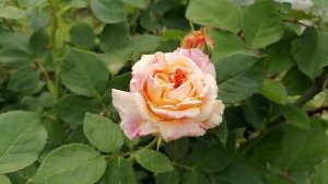 плетистая роза Ванила Фрайз