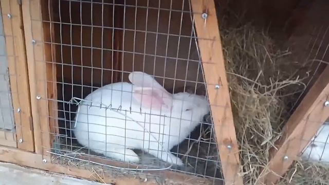 Новорожденные крольчата, крольчиха делает гнездо