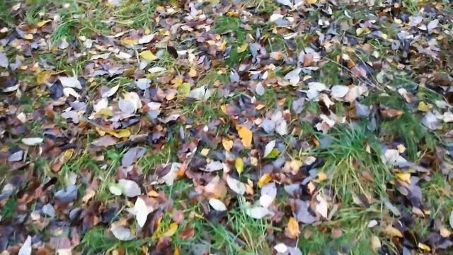 Grounding in Nature benefits || Tara mantra смотреть онлайн