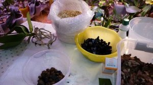 Посадка Новых Орхидей | Phal. I - Hsin Chocolate | Phal. Anthura Narbonne