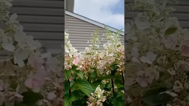 #садгортензий #hortensia #гортензия #garden #hydrangeaflower #paniculata #метельчатаягортензия