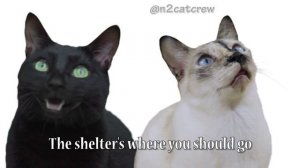 What Does the Cat Say? - Ylvis - The Fox (What Does the Fox Say?) Music Parodies - Full