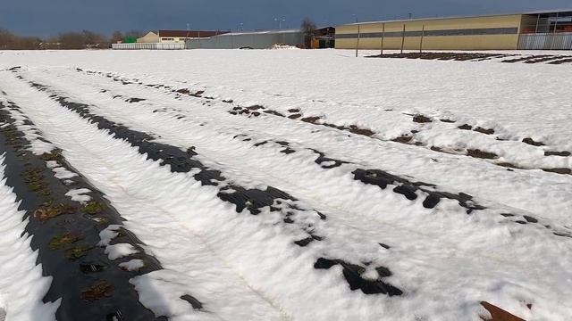 19/21Почему мы выращиваем клубнику на буграх? смотреть онлайн