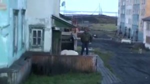 В Якутии Белый Медведь Напал на людей.