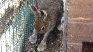 Чудо рождения зайчат... не для слабонервных. Архив