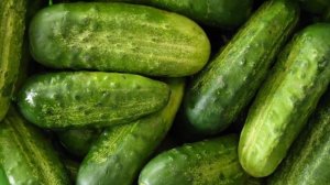 Выращивание огурцов в теплице круглый год как бизнес идея