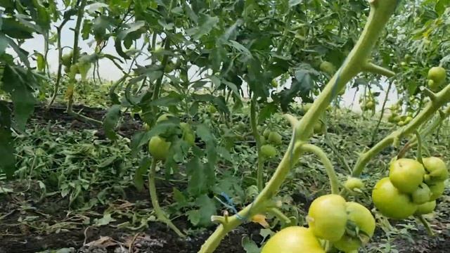 Розовый томат летом без опыления. смотреть онлайн