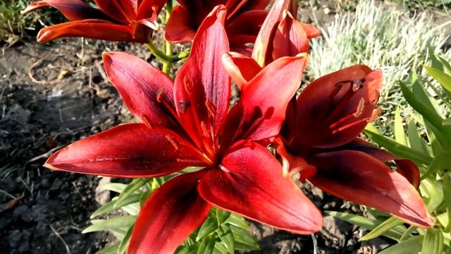 ЛИЛИИ в саду - жёлтые и бардовые смотреть онлайн