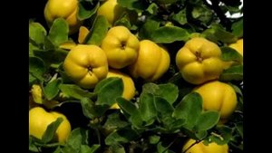 Выращиваем яблоки и айву из семян