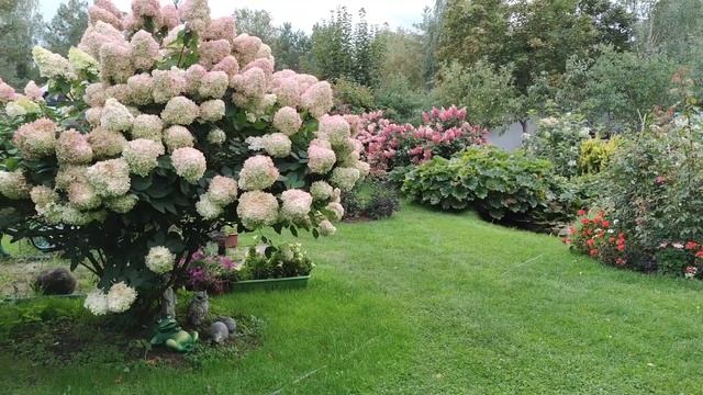 Мои метельчатые гортензии.  Уход за гортензиями.