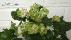 Фиалка ЛЕ-Мохито