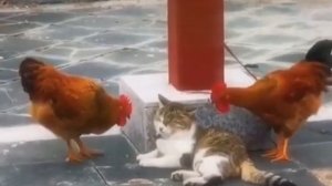 Не смей так делать, петух!