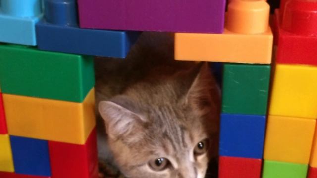 Байкал (кот) альбом #2 [4 месяца] смотреть онлайн